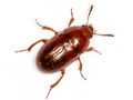Leiodes cinnamomea